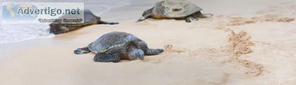 Olive Ridley Tours