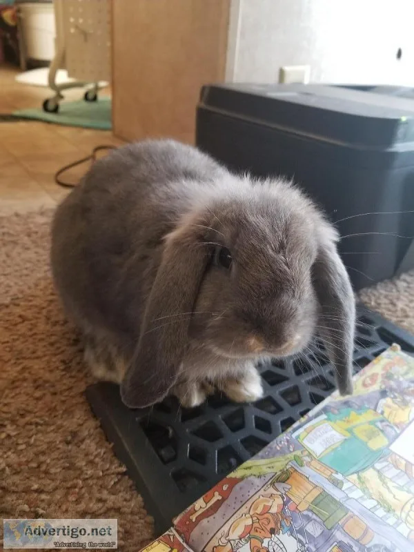 BUNNY RABBIT