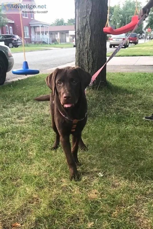 Beautiful Chocolate Labrador Retiever Puppy OBO (fully blooded)