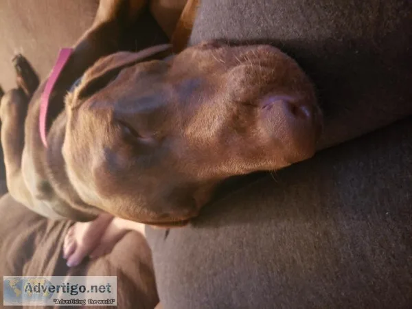 Chocolate Lab (Good home only)