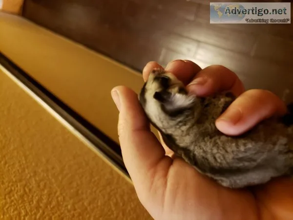 8 wk oop sugar glider joey
