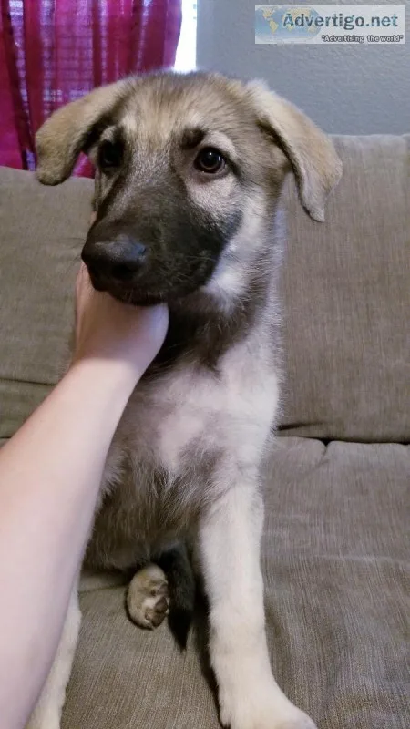 Silver AKC german shepherd puppies
