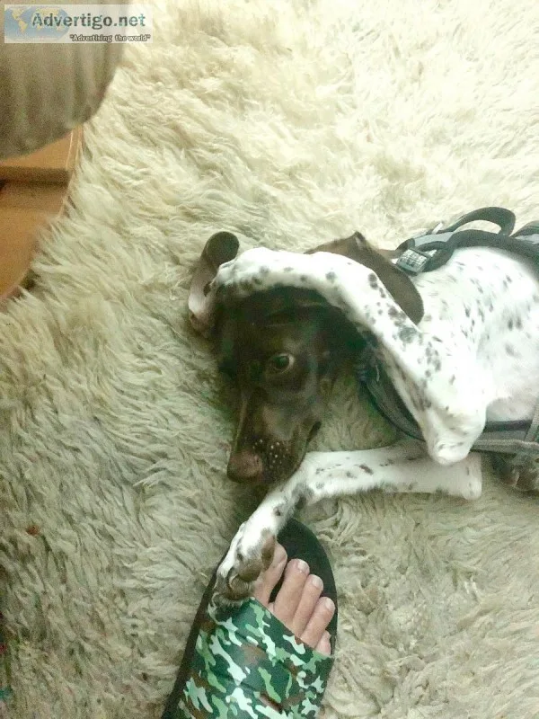 German short hair pointer