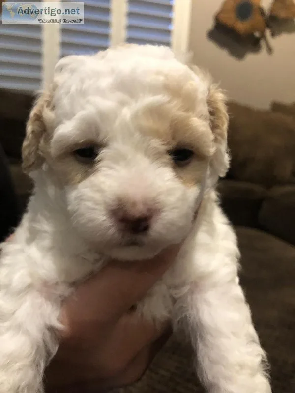 Bichon Frise