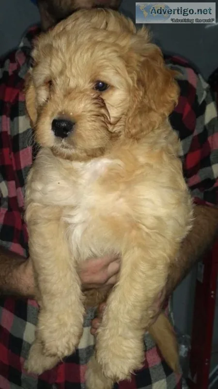 Miniature Goldendoodles