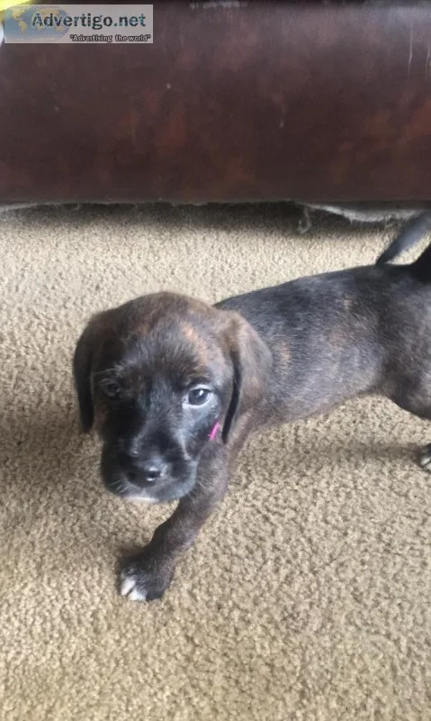 Puppy Chihuahua and jackapoo mixed small breed