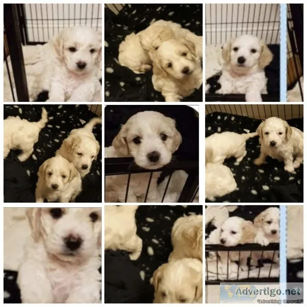 Cavapoochon puppys Ready to leave