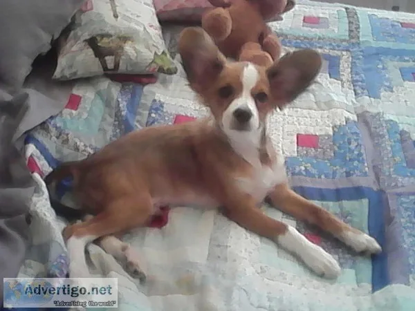 Papillon For Sale