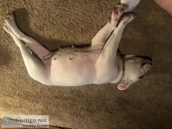 3 year old English bulldog