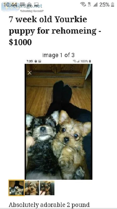 7 week old Yorkie puppies for rehoming