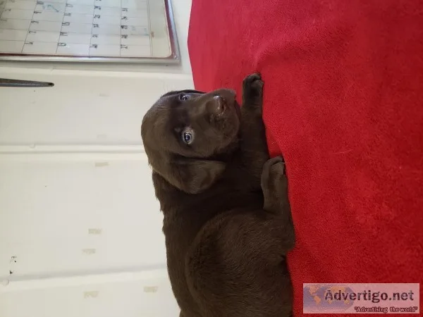AKC Labrador retriever puppies
