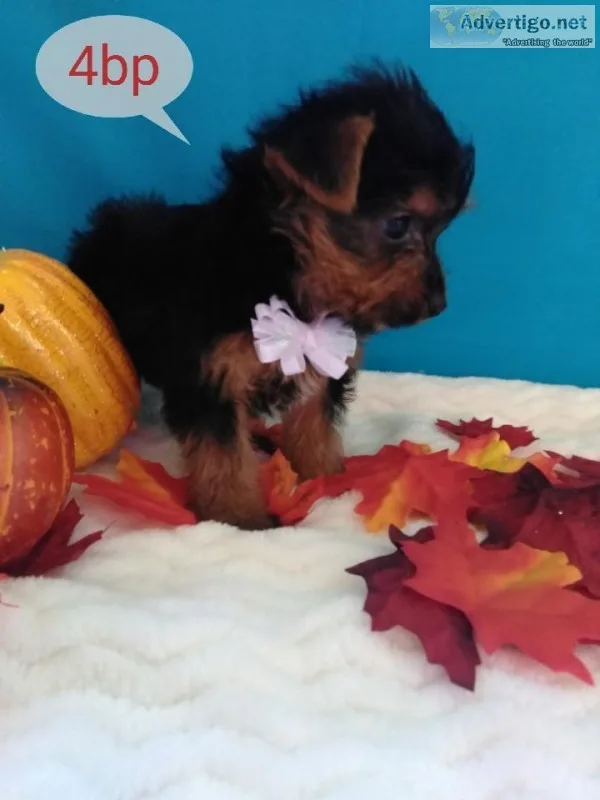 handsome male yorkie