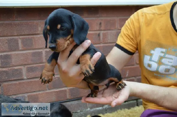 Pure Breed Dacshund Puppies