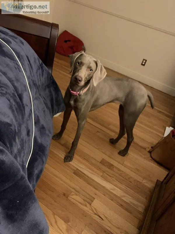 7 month old female Weimaraner puppy