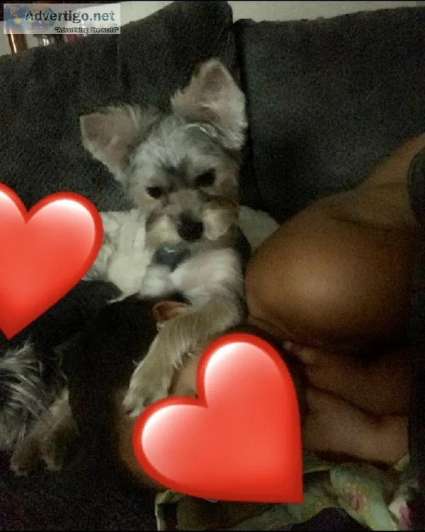 Yorkie