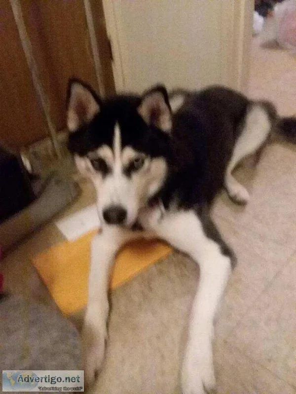 Siberian Husky