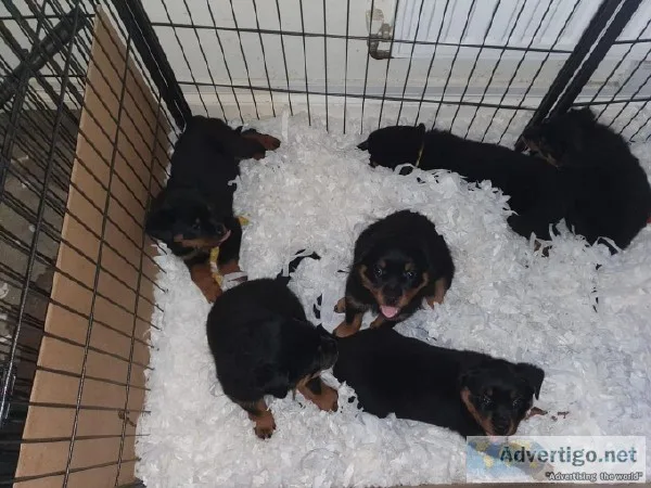 Rottweiller Puppies