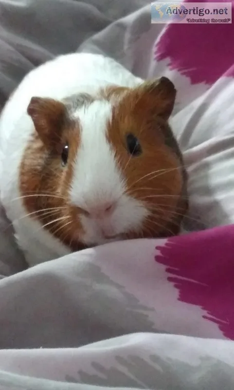 Guinea pig to good home
