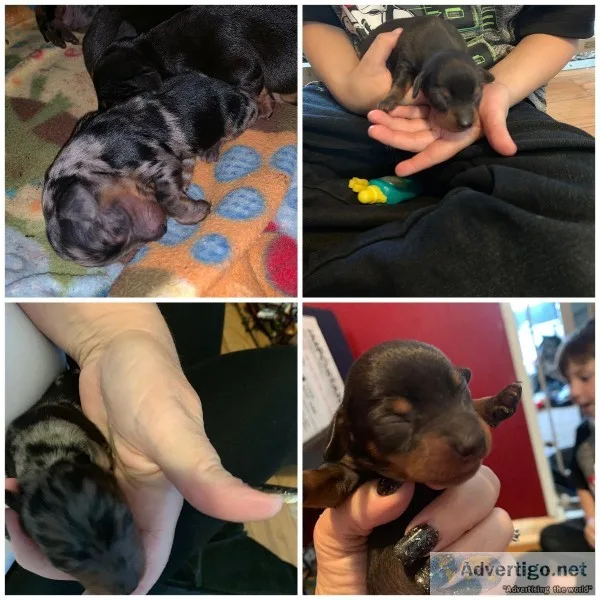 Doxi pups