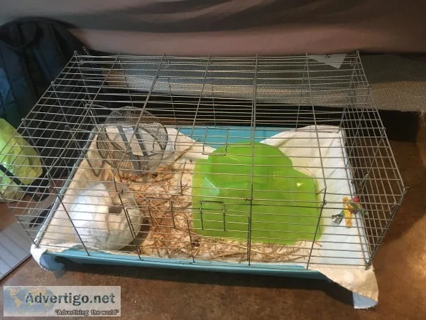 Male hedgehog