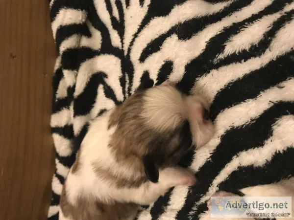 Shih tzu&rsquos puppies