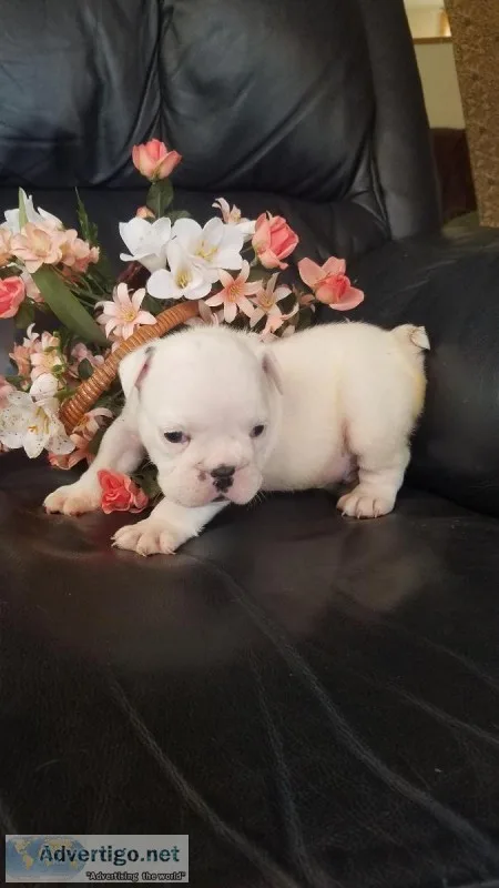 English Bulldog puppies register 509-671-7273