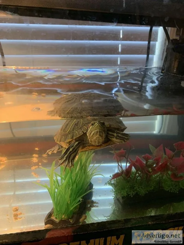 Male turtle wfood and heat lamp