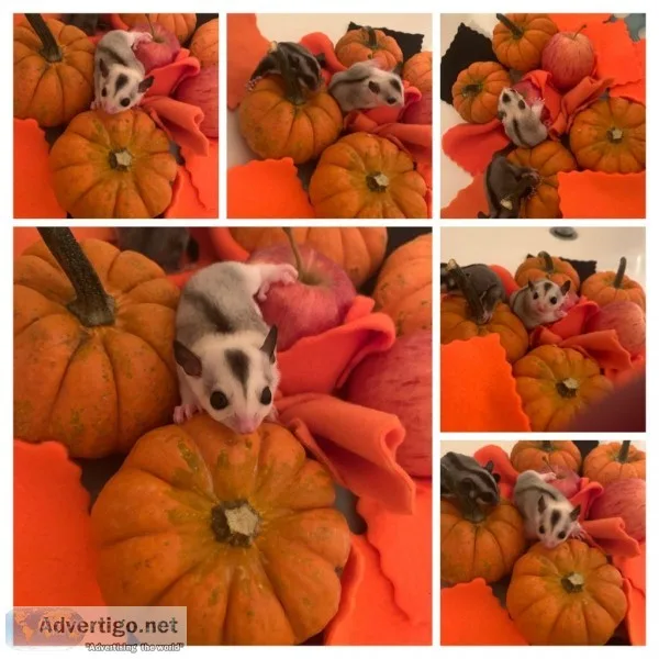 Sugar Gliders....Everyone needs a little Sugar...Glider
