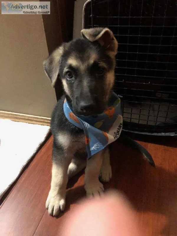 German Shepherd puppy