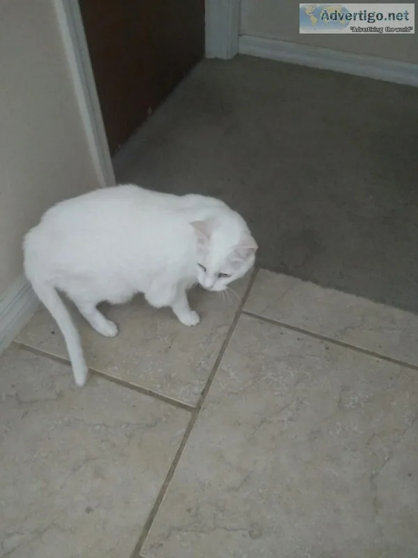 Twin cats