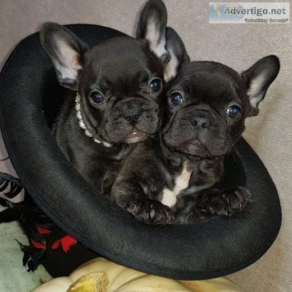 Nanday French bulldog to be re-homed