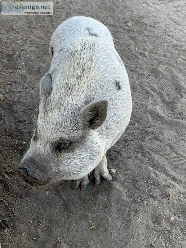Pet pig
