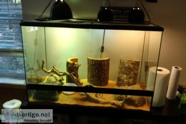 3 Blue Spiny Lizards With Complete Set-Up