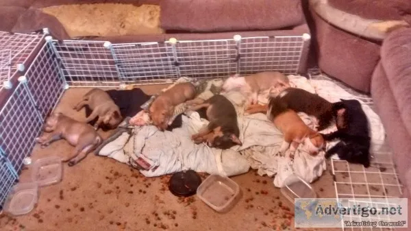 Great Danebul (PitbulDane mix) RedBlue - Beautiful Pups need Lov
