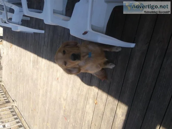 Golden Retriever