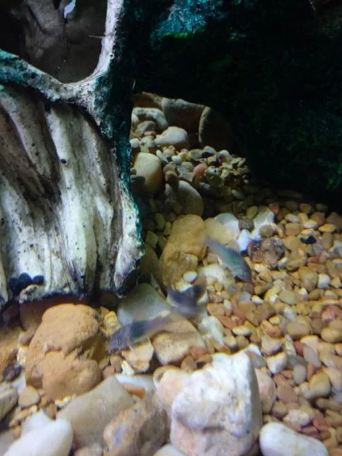 bronze corydora catfish