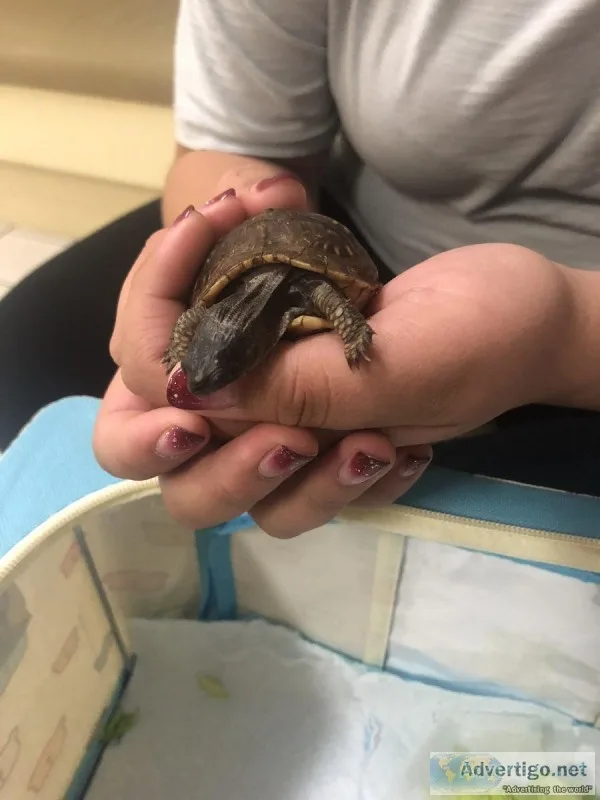 Free Box Turtle to Good Home