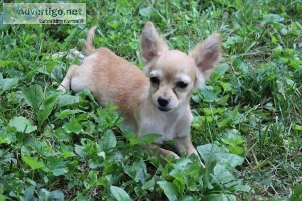 Purebred Long haired chihuahua female