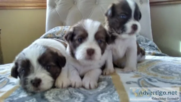 Schnau Tzu for sale