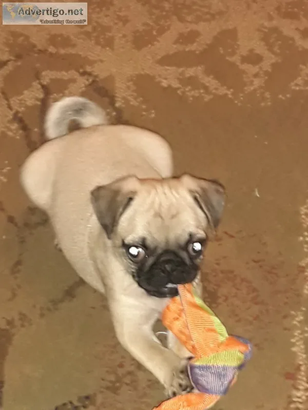 Pug puppy