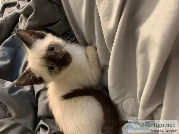 Siamese Kitten