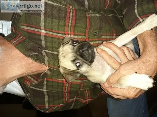 Pug puppy