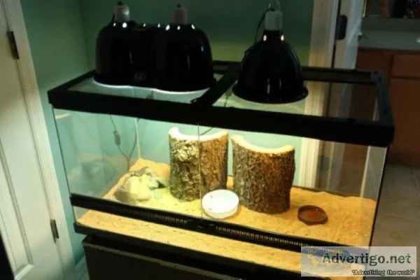 3 Blue Spiny Lizards With Complete Set-Up (1)