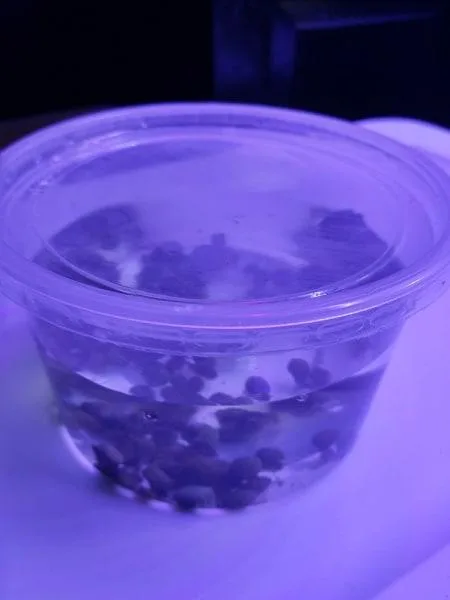 Puffer fishfood snails