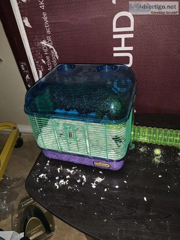 Two male gerbils w2cages 2 exercise balls and food