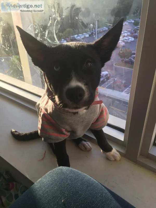 3 month old Pitsky for sale