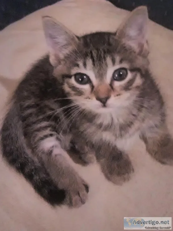 3 MONTH OLD FEMALE MUNCHKIN KITTEN