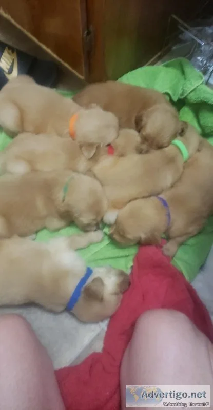 Golden retriever fur babies