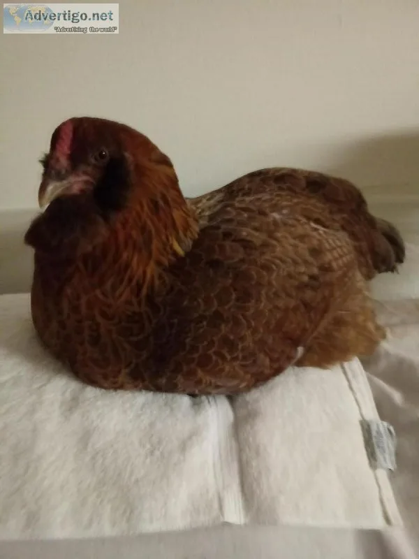 Pet Chickens