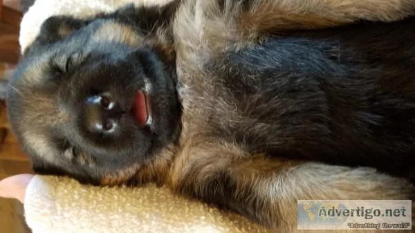 German shepherd puppies